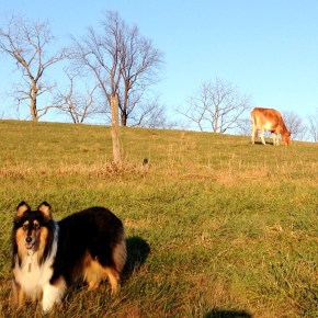 Dot the Cow and a Sunday&nbsp;Afternoon